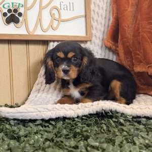 Ace, Cavalier King Charles Spaniel Puppy